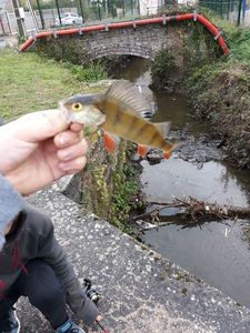 European Perch