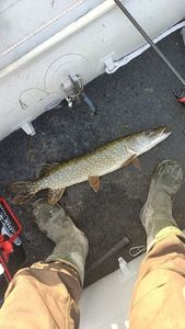Northern Pike