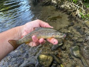Brown Trout