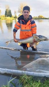 Sturgeon
