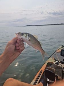 European Bass (Seabass)