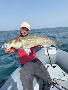 European Bass (Seabass)