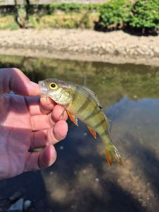 European Perch