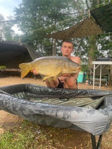Mirror Carp