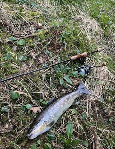Brown Trout