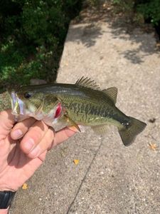 Largemouth Bass