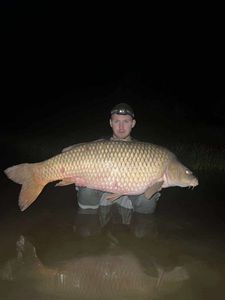 Common Carp