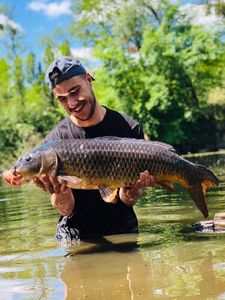Common Carp