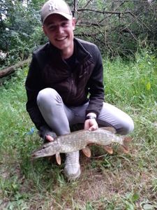 Northern Pike