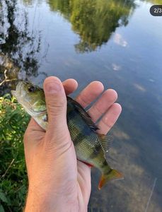 European Perch