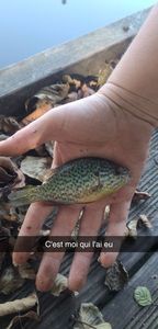 Green Sunfish