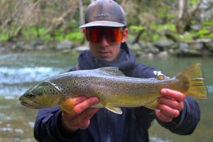 Brown Trout