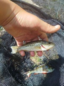 Largemouth Bass