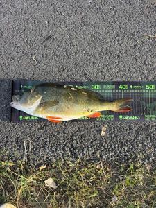 European Perch