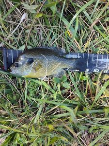 Bluegill