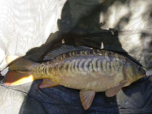 Mirror Carp