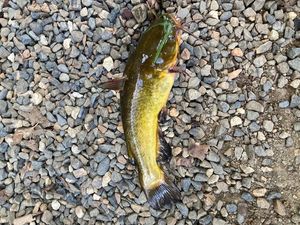 Black Bullhead