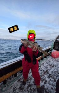 Atlantic Cod (Baltic)