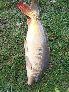 Mirror Carp