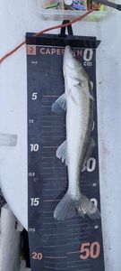 Zander