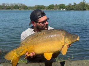 Mirror Carp