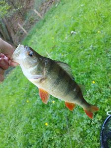 European Perch