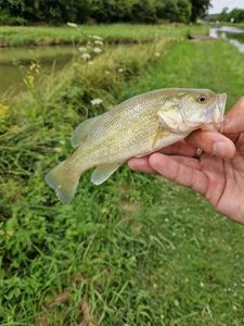 Smallmouth Bass