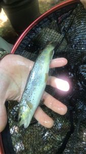 Brown Trout