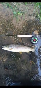 Brown Trout