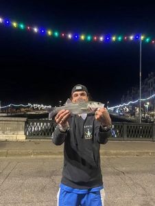 European Bass (Seabass)