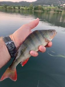 European Perch