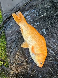 Goldfish