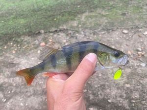European Perch