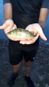European Perch