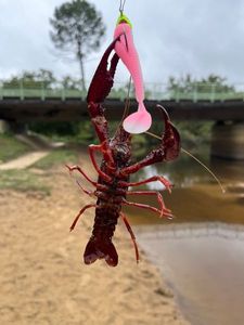 Noble Crayfish