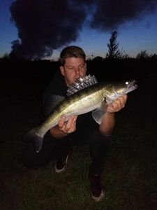 Zander