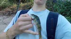 European Perch