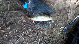 European Perch
