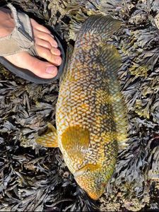 Ballan Wrasse