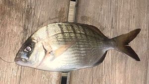 Common Two-banded Seabream