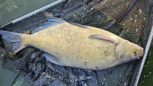 Common Bream