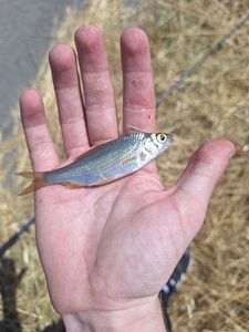 Roach