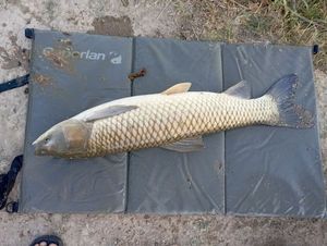 Silver Carp