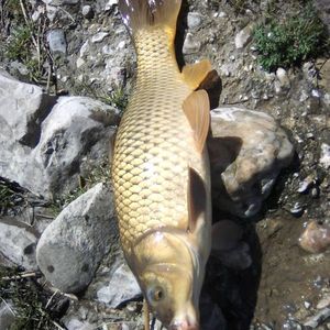 Common Carp