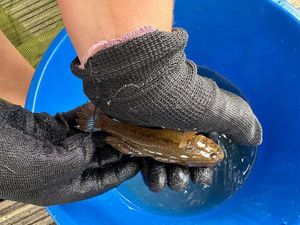 Round Goby