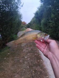 Largemouth Bass