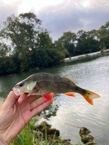European Perch