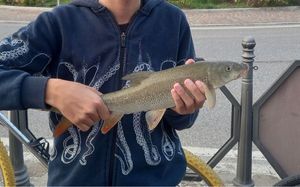Barbel