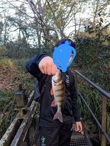 European Perch