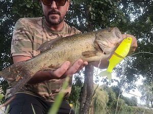 Largemouth Bass